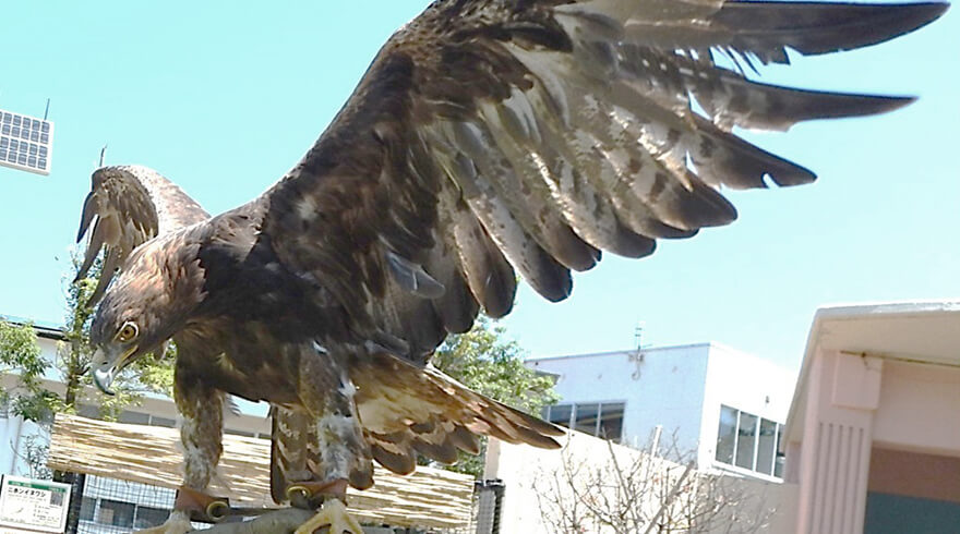 日本最大級の猛禽類ニホンイヌワシも野生動物研究センターの研究対象イメージ