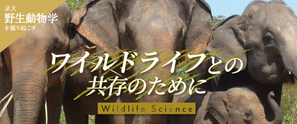 京大野生動物学を掘り起こす ワイルドライフとの共存のために