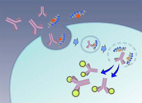 Special delivery: macromolecules via spider’s ‘bite’