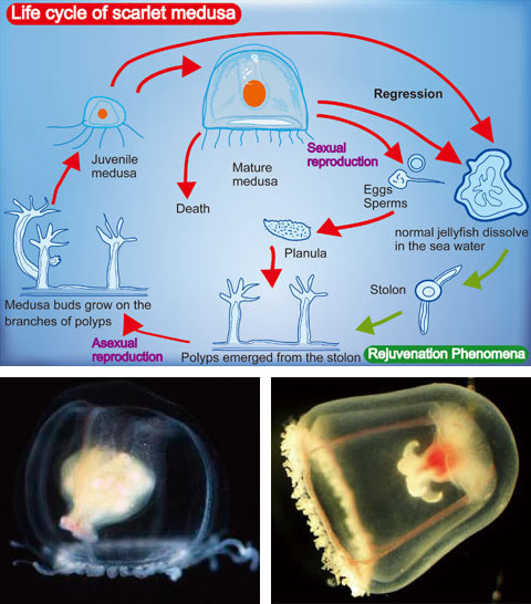 Will Human Dreams of Immortality Come True Through Jellyfish Research?