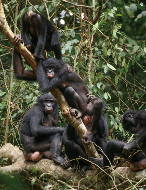 “Big mama” bonobos help younger females stand up for themselves