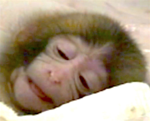 Smiling baby monkeys and the roots of laughter