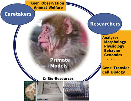 Research into Japanese Monkeys at the Primate Research Institute