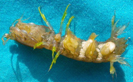 甲殻類のシャコの腹面に寄生して暮らすイシカワシタダミ