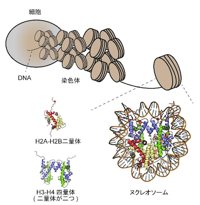 染色体におけるDNA折りたたみのイメージ図