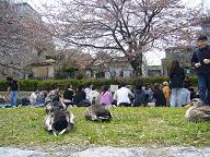 The ducks at Kamogawa river were also having a Hanami with us
