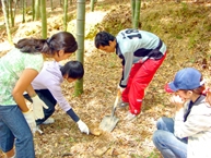 Picture showing the bamboo shoot digging process