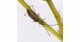 絶滅したとされていた水生昆虫キイロネクイハムシを琵琶湖で再発見