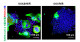 iPS細胞やオルガノイド技術を用いた新型コロナウイルス感染におけるEXOC2の機能解析