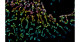 蛍光タンパク質StayGoldの性能アップ－分子や膜の動態を時空間的に高解像で観察する技術－