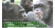 野生動物研究センター「熊本サンクチュアリ」は、ウイルスの医学的実験を受けたチンパンジーたちに、治療薬を追加購入するためのクラウドファンディングを開始しました