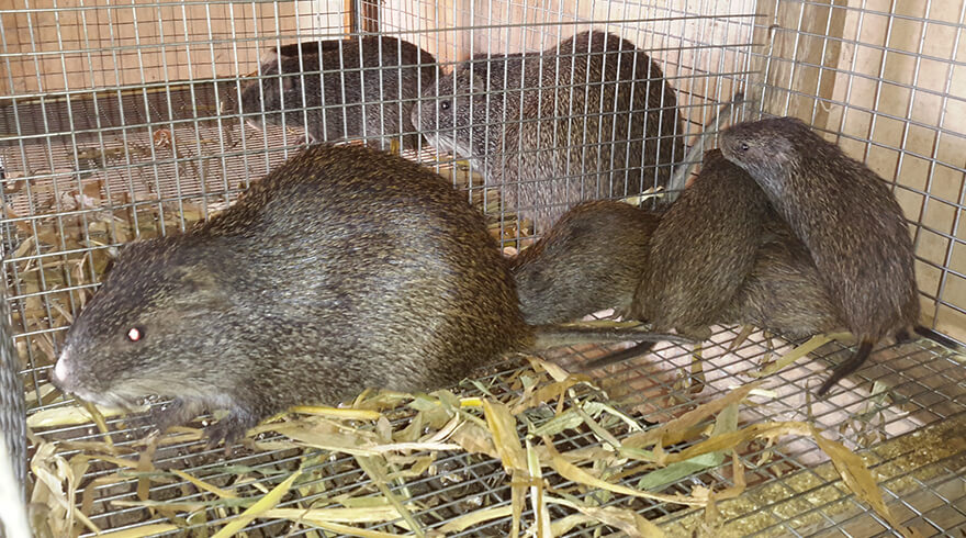 グラスカッター（アフリカタケネズミ）はガーナでは人気の食材イメージ