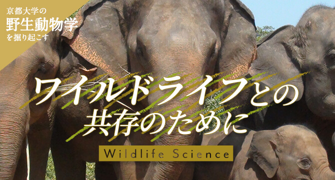 京大野生動物学を掘り起こす ワイルドライフとの共存のために