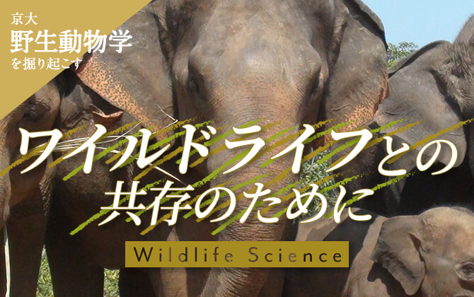 京大野生動物学を掘り起こす ワイルドライフとの共存のために