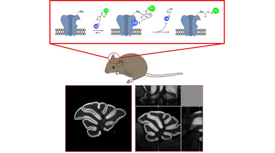 生きたマウス脳内でのグルタミン酸受容体の化学的ラベル化による可視化・イメージングする実験。脳内の特定領域だけが明るく光っていて、受容体の脳内分布がマイクロメートル以下の分解能で、立体（3次元）的にわかる。イメージ