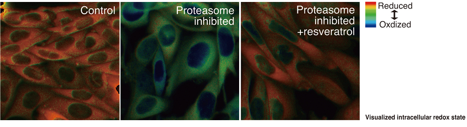 Anti-aging Compounds Act in Mitochondria