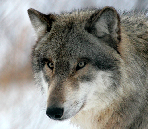 Wolves Communicate with their Eyes