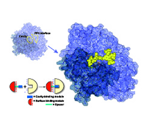 Chemicals Modulate Protein Interactions