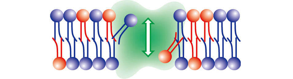 Phospholipid Scrambling on Plasma Membranes