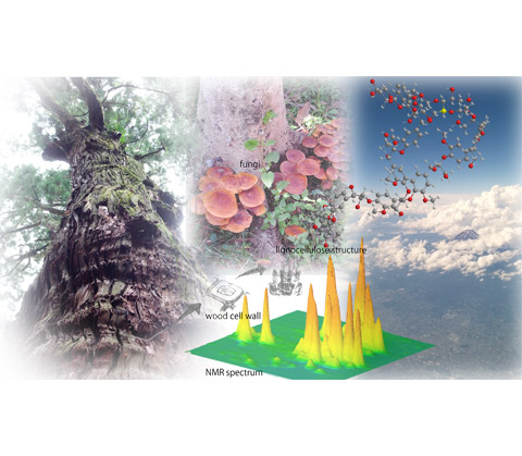 Trees, Fungi, and Humans － in Harmony with the Earth