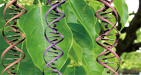 Disentangling chloroplast genetics