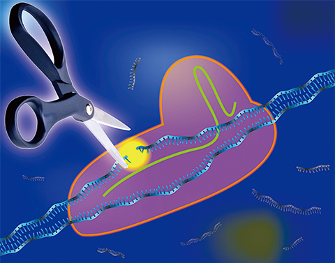 Nicking in new nucleotides