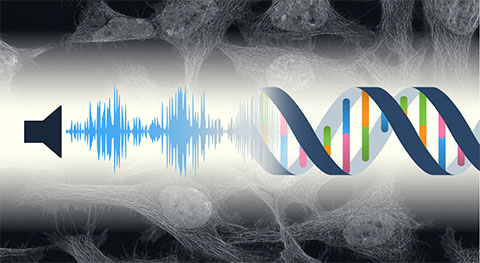 Cells rockin’ in their DNA