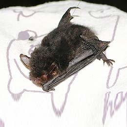 Capturing the rare Yanbaru whiskered bat