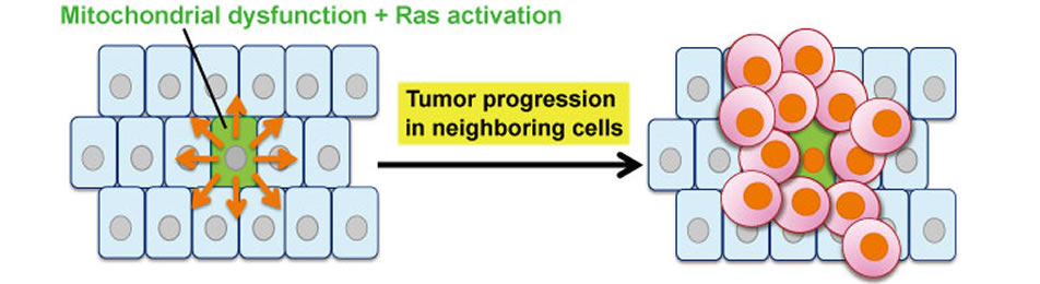 Tissue Growth Regulation through Cell-Cell Communications