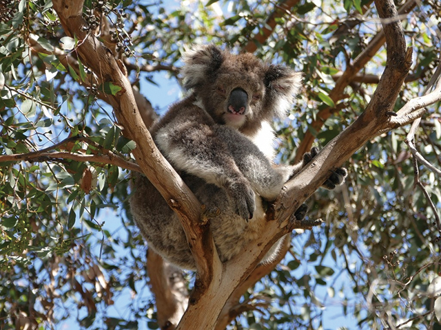 What does the koala genome tell us about the taste of eucalyptus?