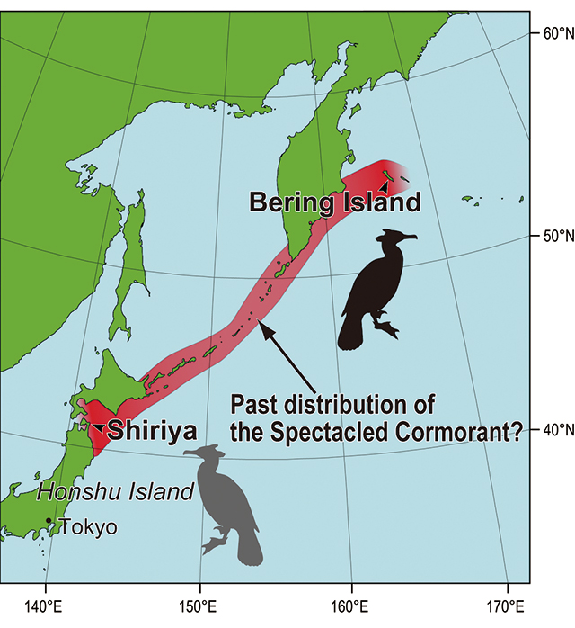Giant, recently extinct seabird also inhabited Japan