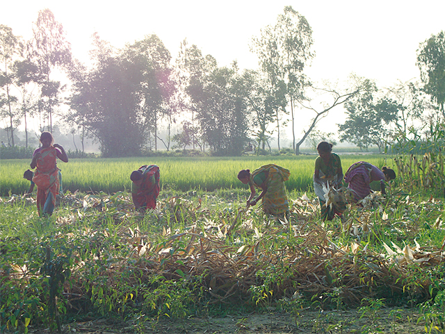 Using microcredit to increase rice yield in Bangladesh