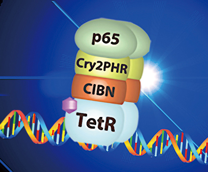 Let there be light-activated genes