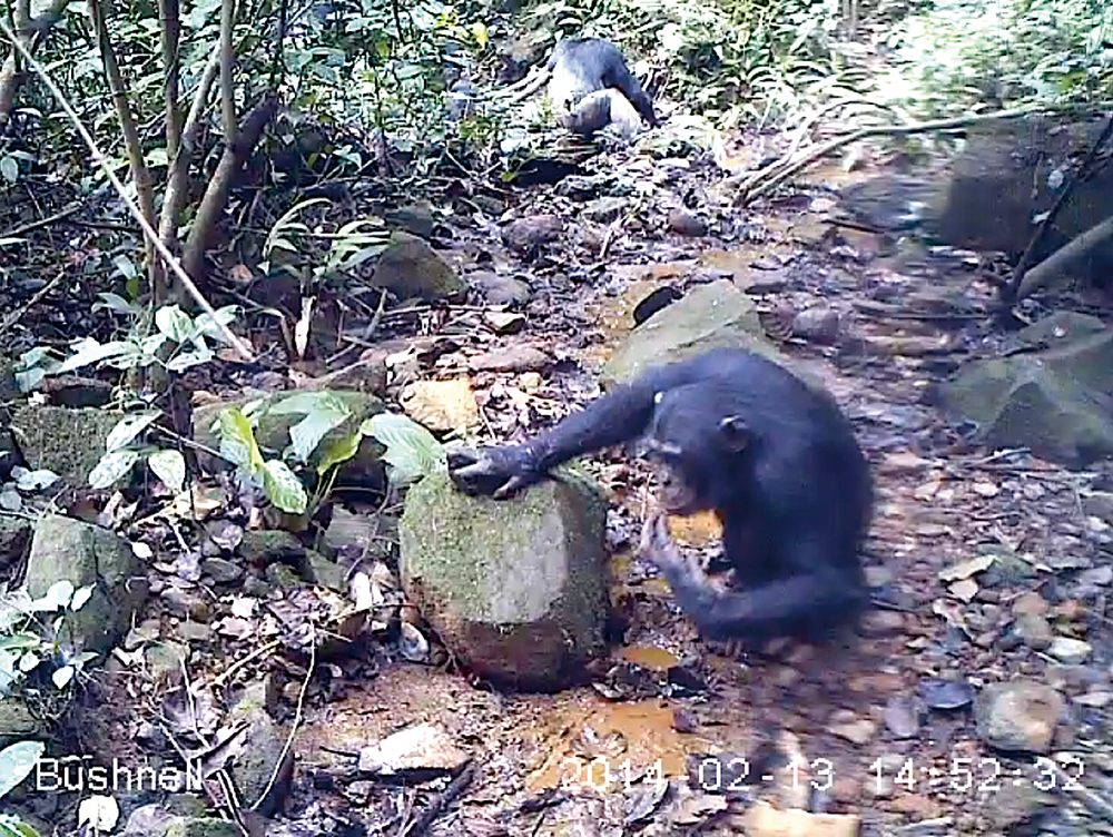 Chimps caught crabbing