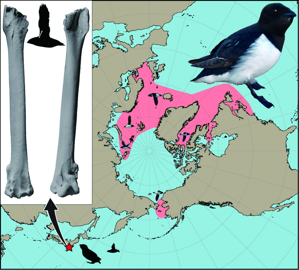 The little auks that lived in the Pacific