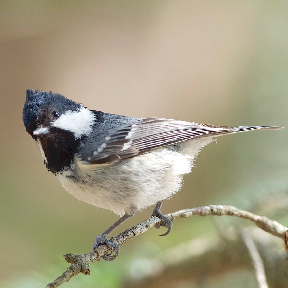 How do birds understand 'foreign' calls?