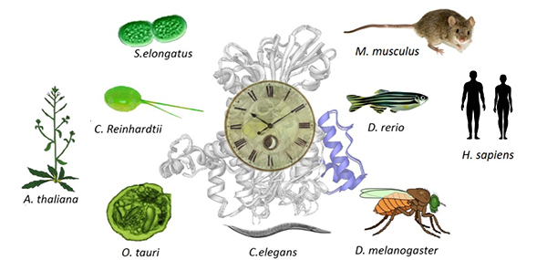 From bacteria to you: the biological reactions that sustain our rhythms