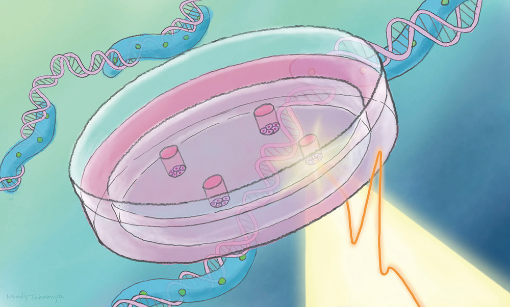 Terahertz zaps alter gene activity in stem cells