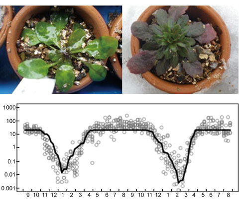 Molecular Phenology and the Seasonality of Genes