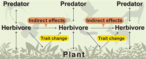 How is Biodiversity Created in Nature?