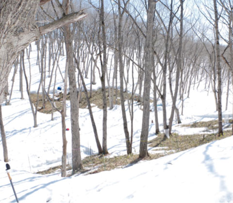 How Does Winter Climate Change Affect Forests?