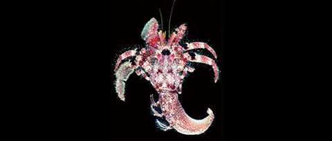 Biodiversity in Marine and Freshwater Crustaceans