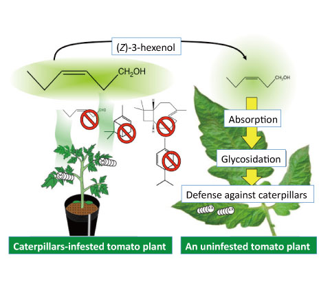 How Do Plants Smell Danger?