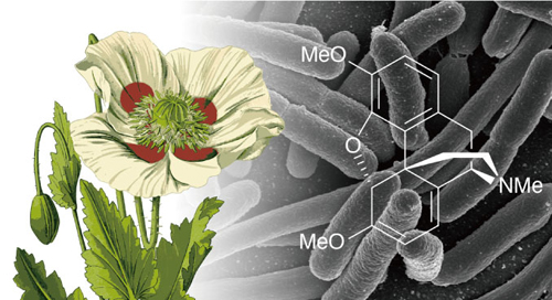 Genetically modified E.coli pump out morphine precursor