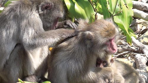 “Popular girls” have less lice – in the monkey world