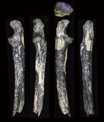 Australopithecus fossils found east of the Great Rift Valley