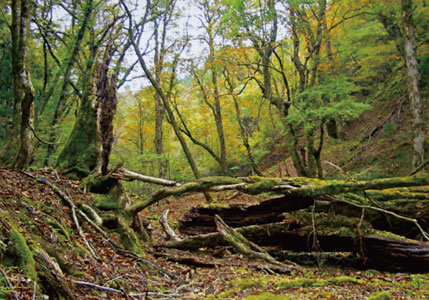 Ashiu Forest Research Station