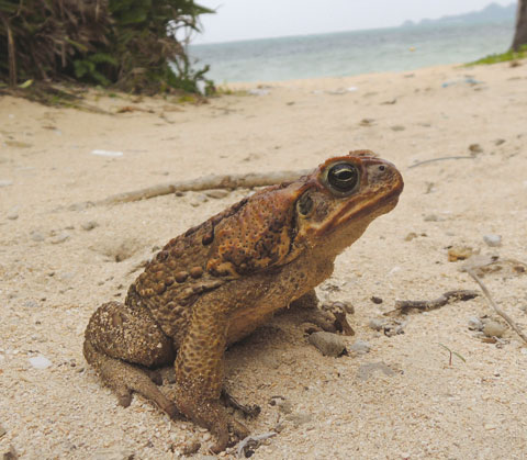 Controlling an Invasive Animal: the Cane Toad