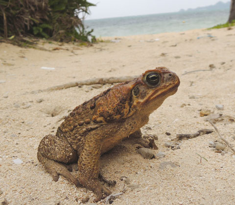 Controlling an Invasive Animal: the Cane Toad
