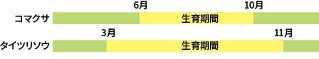 コマクサとタイツリソウの生育期間